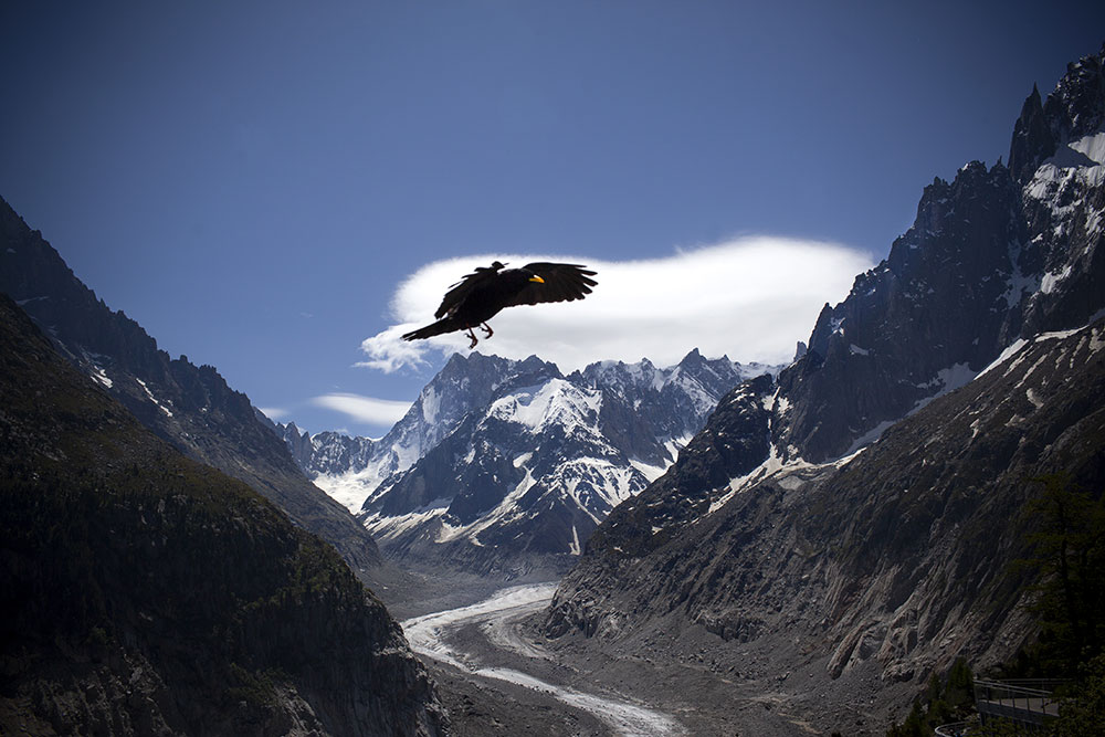 La Mer de Glace, au printemps. Un chocard à bec jaune semble se poser sur le sommet des Grandes Jorasses, un des sommets mythique du massif.