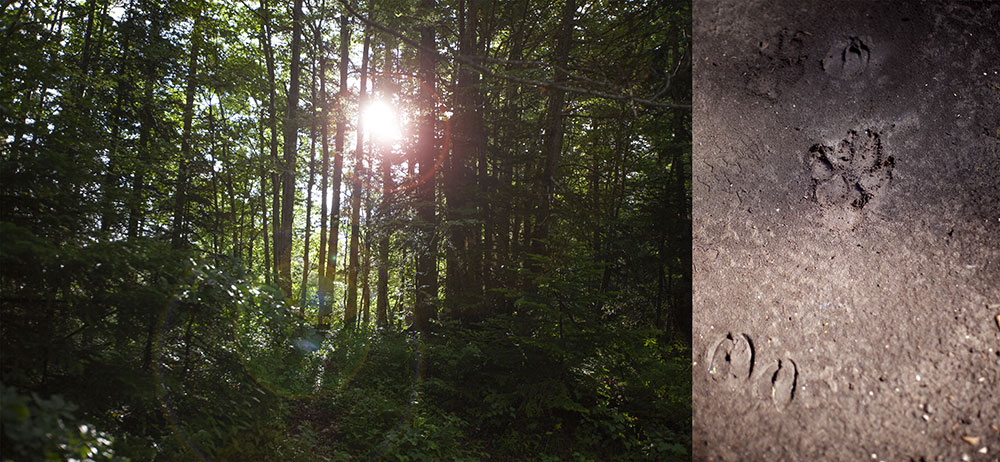 Bois de la Draye. Empreinte de loup dans le bois de Carrette.