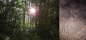 Bois de la Draye. Empreinte de loup dans le bois de Carrette.